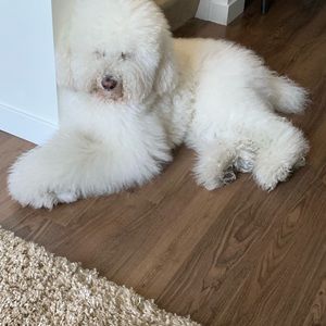 Meet your Posher, Derrick